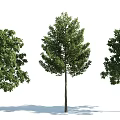 The Modern Tree 3d model