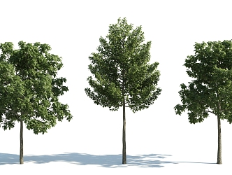 The Modern Tree 3d model