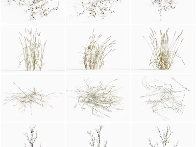 Various Types of Decorative Grasses in Different Natural Forms on White Background 3d model