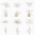 Various Types of Decorative Grasses in Different Natural Forms on White Background