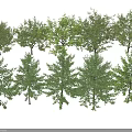 Various Arbor Tree Species With Lush Green Foliage and Distinct Canopy Structures 3d model