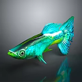 Colorful Tropical Fish With Vibrant Blue Green Scales And Fancy Tail On Reflective Surface