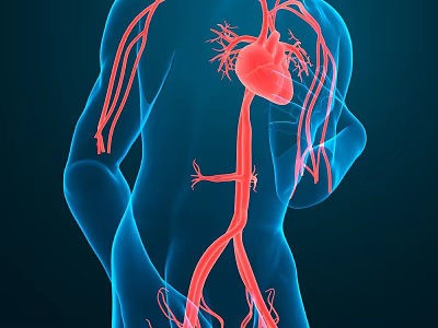 3D Rendering of Human Cardiovascular System with Heart and Red Blood Vessels on Blue Background 3d model