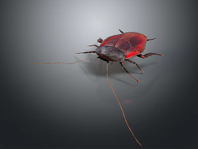 Reddish Brown Cockroach With Long Antennae On Gray Background Close Up View 3d model