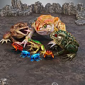 Colorful Toads And Frogs In Rocky Terrain With Vibrant Skin And Natural Habitat