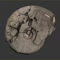 Chi chrysanthemum stone ancient fossil stone chrysanthemum fossil items 3d model