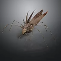 Close Up View Of Brown Insect With Long Legs And Textured Winged Body