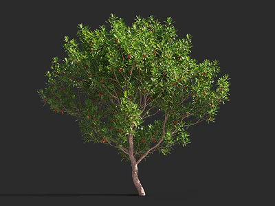 Healthy Lush Arbor With Green Leaves Red Fruits And Brown Trunk 3d model