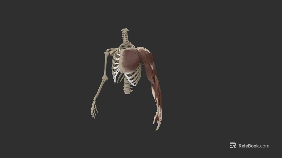 3D Human Skeleton And Muscle Anatomy Model Showing Upper Body And Arm Structure 3d model 