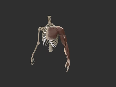 3D Human Skeleton And Muscle Anatomy Model Showing Upper Body And Arm Structure 3d model