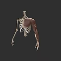 3D Human Skeleton And Muscle Anatomy Model Showing Upper Body And Arm Structure