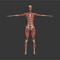 3D Human Muscle Anatomical Structure Model Medical Device for Educational Visualization 3d model