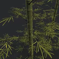 Three Green Bamboo Plants with Slender Stems and Fresh Green Leaves Against Gradient Gray Background