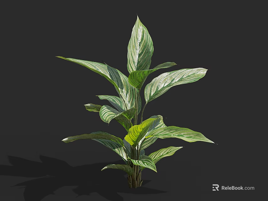 Green Plant With Large Leaves And White Stripes On Black Background 3d model 