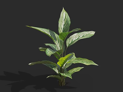 Green Plant With Large Leaves And White Stripes On Black Background 3d model