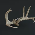 Natural Deer Antler Decorative Wall Mounted Art For Home Decor