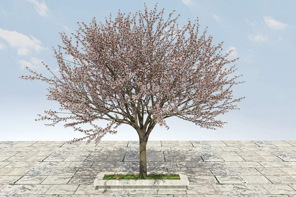 Blossoming Arbor Tree With Pink Flowers Strong Trunk And Stone Pavement Base Under Blue Sky 3d model 
