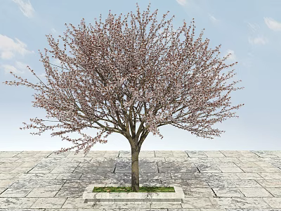Blossoming Arbor Tree With Pink Flowers Strong Trunk And Stone Pavement Base Under Blue Sky 3d model