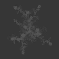 Crop Plant With Yellow Flowers Green Leaves And Height Measurement Scale