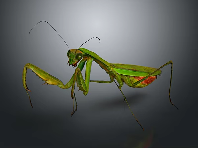 Green Mantis with Vibrant Body Extended Forelegs and Long Antennae 3d model