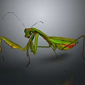 Green Mantis with Vibrant Body Extended Forelegs and Long Antennae