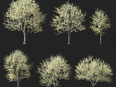 Multiple Arbor Trees With Various Shapes And Lush Branches Against Black Background 3d model