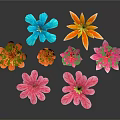 Colorful Lotus Flowers With Blooming Petals In Orange Blue Yellow Pink On Black Background