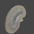 Human Liver Anatomical Model With Smooth Surface For Medical Study And Education 3d model