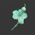 Blooming White Flower With Petals Stamens And Buds On Brown Branch Gray Background