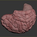 Brain Human Organ Human Tissue Human Body Structure Human Anatomy Human Specimen Medical Model Hand-made 3d model