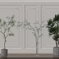 Potted Bonsai Plants With Green Foliage Palm Leaves On Wooden Floor Against White Decorative Wall