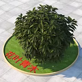 Lush Green Shrub with Dense Foliage in Circular Grass Patch on Paved Tiles