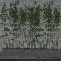 Lush Bamboo Plants Growing in Rectangular Planter Against Gray Brick Wall on Brick Pavement 3d model