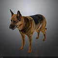 German Shepherd Dog Standing with Perked Ears Brown Black Coat in Gray Background