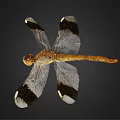 Modern Dragonfly Butterfly 3d model