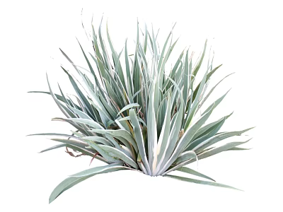 Silver Green Striped Foliage Plant With Lush Leaves For Garden Decoration 3d model