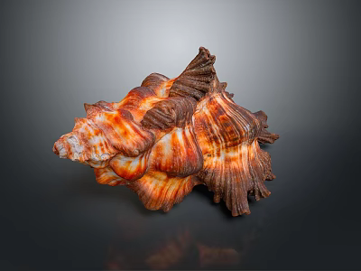 Aquatic Animal Conch Featuring Orange And Brown Spiral Shell With Detailed Texture Against Dark Background 3d model