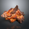 Aquatic Animal Conch Featuring Orange And Brown Spiral Shell With Detailed Texture Against Dark Background