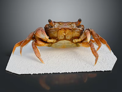 Close Up View Of Brown Crab On White Foam Base With Dark Background 3d model
