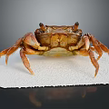 Close Up View Of Brown Crab On White Foam Base With Dark Background