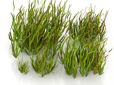 Aquatic Plants With Green Brown Curved Leaves And Various Sizes For Aquarium Decoration 3d model