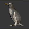 Gray and White Penguin with Yellow Beak Standing on Dark Background