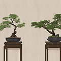 Two Pine Bonsai Trees In Dark Pots On Wooden Stands With Light Background 3d model
