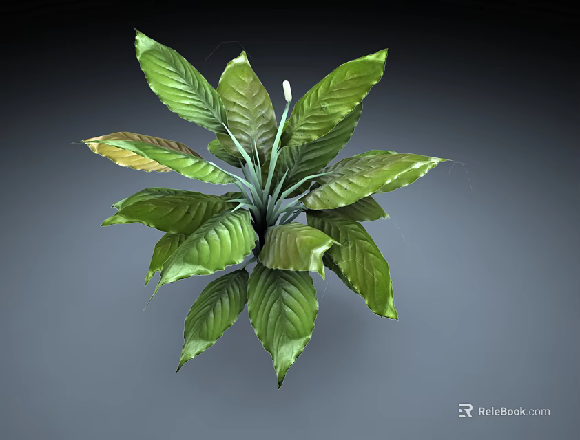 Potted Green Plant With Large Leaves White Spathe And Yellow Accent Foliage 3d model 