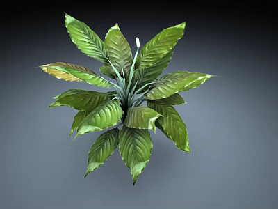 Potted Green Plant With Large Leaves White Spathe And Yellow Accent Foliage 3d model