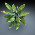 Potted Green Plant With Large Leaves White Spathe And Yellow Accent Foliage