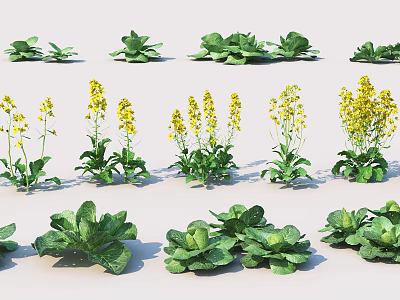 Modern Vegetable Chinese Cabbage 3d model Modern Vegetable Chinese Cabbage 3d model