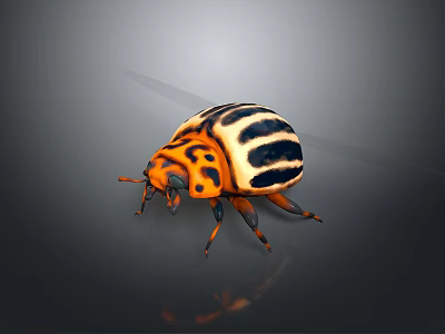 Vibrant Orange and Black Striped Beetle With Distinctive Body Pattern and Shiny Exoskeleton 3d model