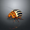 Vibrant Orange and Black Striped Beetle With Distinctive Body Pattern and Shiny Exoskeleton