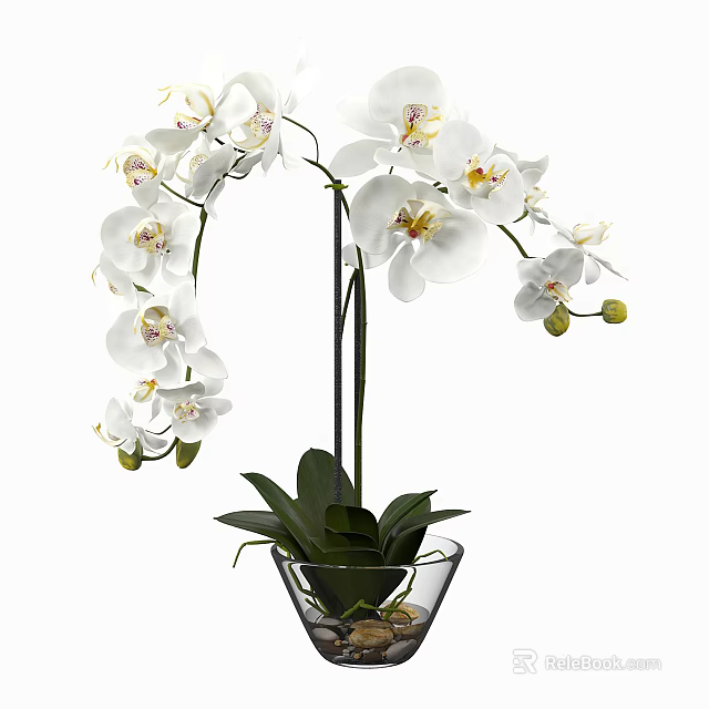White Orchid Potted Plant With Transparent Glass Vase And Green Leaves 3d model 